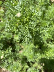 Matricaria discoidea