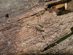 Hadrobunus maculosus