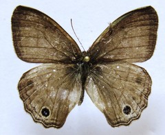Cissia themis