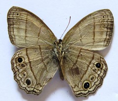 Cissia themis