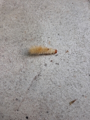 Lymire edwardsii