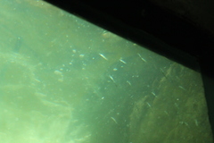 Gasterosteus aculeatus