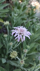 Pterocephalus dumetorum