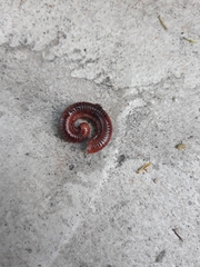 Trigoniulus corallinus