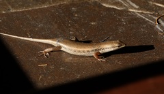 Trachylepis variegata