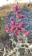 Salvia canariensis