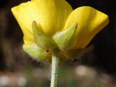 Ranunculus ollissiponensis