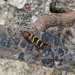 Neoclytus acuminatus acuminatus