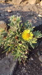 Asteriscus graveolens stenophyllus