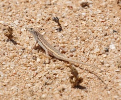 Trachylepis acutilabris