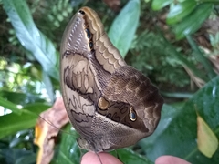 Eryphanis