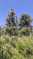 Tamarix canariensis