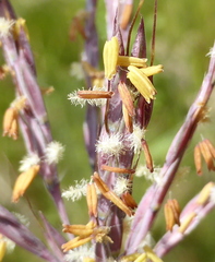 Andropogon appendiculatus
