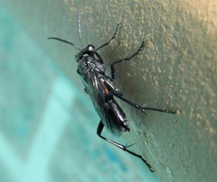 Macrophya annulata
