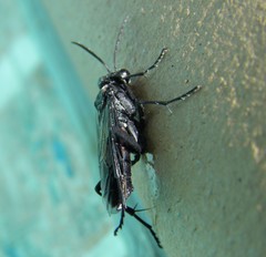Macrophya annulata