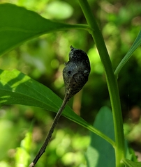 Neolasioptera baccharicola
