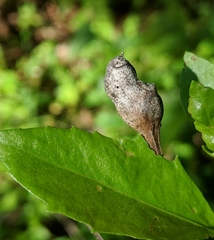 Neolasioptera baccharicola