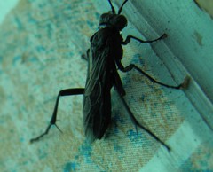 Macrophya annulata