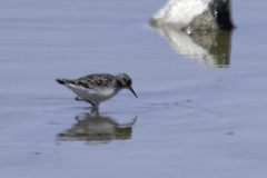 Calidris bairdii
