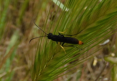 Calameuta variabilis