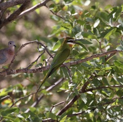 Merops superciliosus