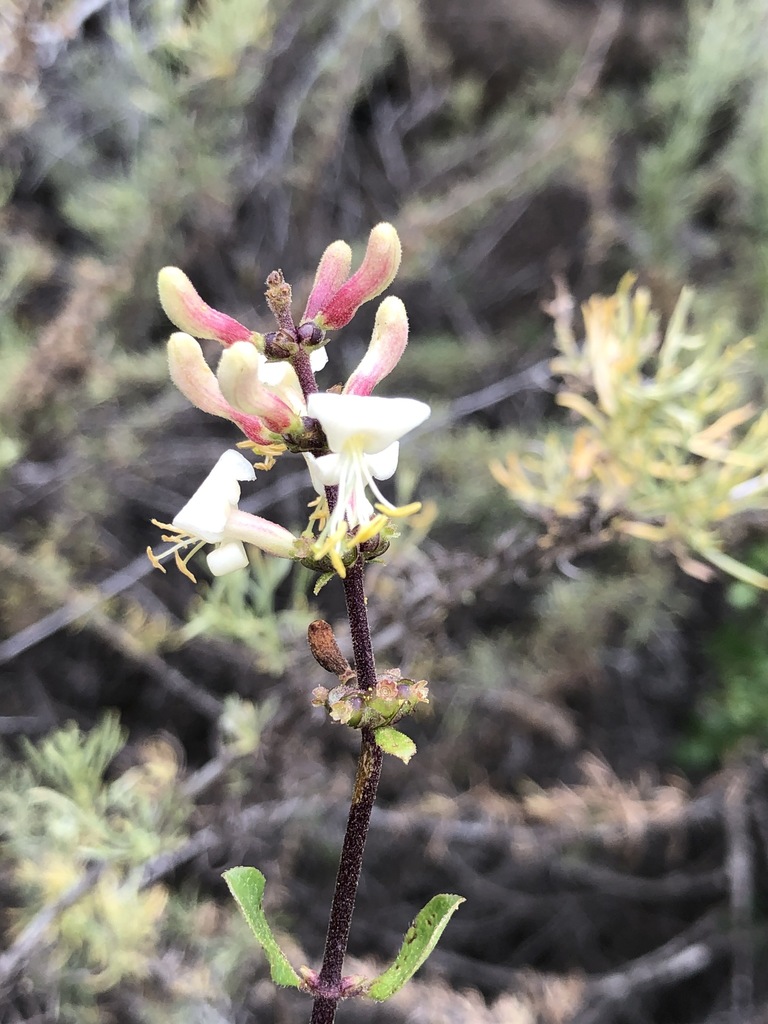 Southern Honeysuckle from La Jolla, San Diego, CA, USA on May 05, 2021