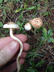 Hygrophorus graveolens