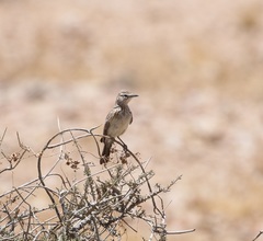 Certhilauda subcoronata