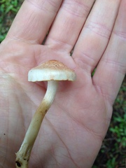 Hygrophorus graveolens