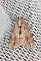 Pseudocoremia lupinata