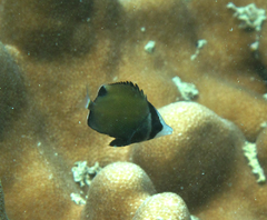 Black-Spotted Butterflyfish photo 3