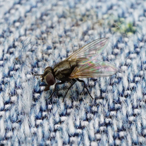 Musca tempestiva