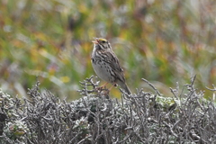 Passerculus sandwichensis alaudinus