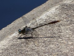 Arigomphus