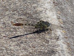 Arigomphus