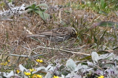 Passerculus sandwichensis alaudinus