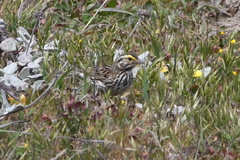 Passerculus sandwichensis alaudinus