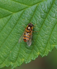 Epistrophe melanostoma