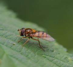 Epistrophe melanostoma