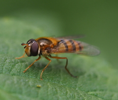 Epistrophe melanostoma