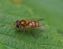 Epistrophe melanostoma