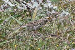 Passerculus sandwichensis alaudinus