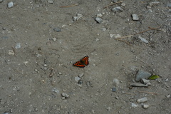 Aglais urticae chinensis