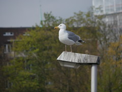 Larus argentatus