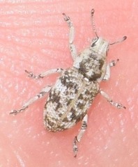 Colecerus marmoratus