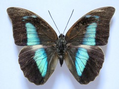 Archaeoprepona demophon centralis