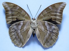 Archaeoprepona demophon centralis