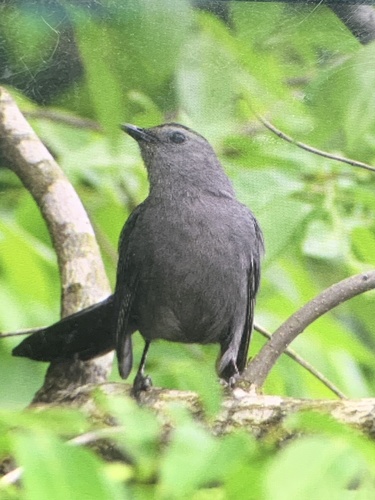 Gray Catbird photographed in Kentucky