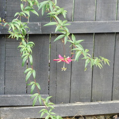 Passiflora antioquiensis