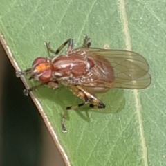 Tapeigaster annulipes